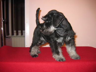 House Kazak puppy