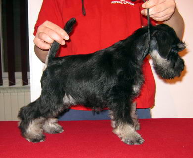 House Kazak puppy
