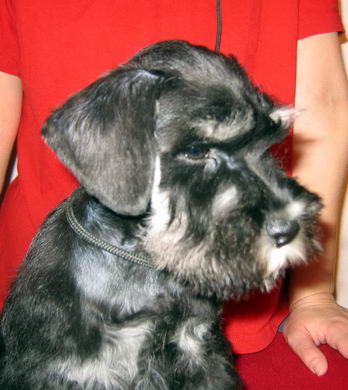 House Kazak puppy