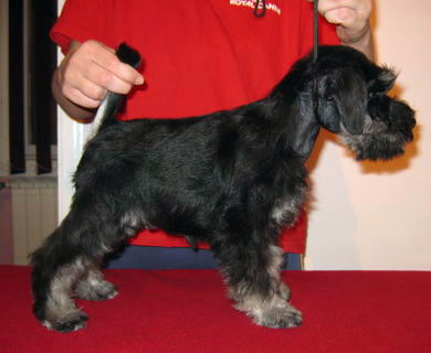 House Kazak puppy