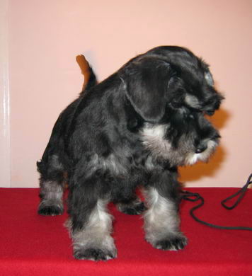 House Kazak puppy