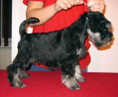 House Kazak puppy