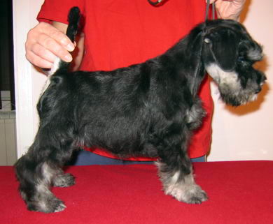 House Kazak puppy