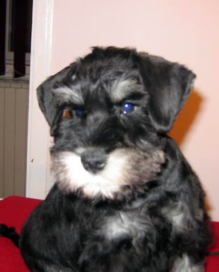 House Kazak puppy