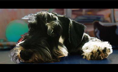 puppy - stene