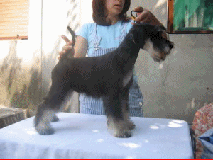puppy - stene
