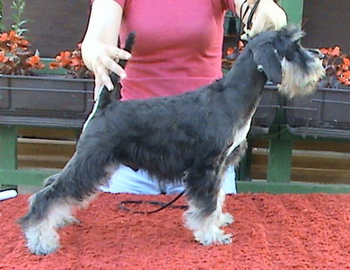 puppy - stene