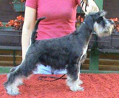 puppy - stene
