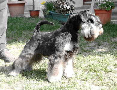 House Kazak