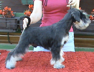 puppy - stene