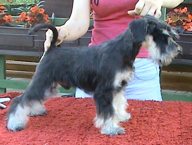 puppy - stene