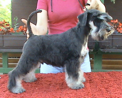puppy - stene