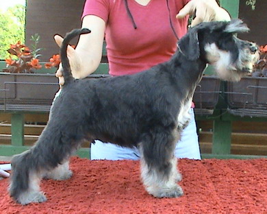 puppy - stene