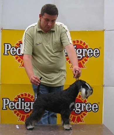 Express Man Rezlark Cacib Kragujevac