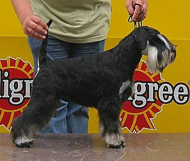 Express Man Rezlark Cacib Kragujevac