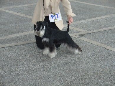 Express Man Rezlark Cacib Beograd