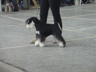 Express Man Rezlark Cacib Beograd