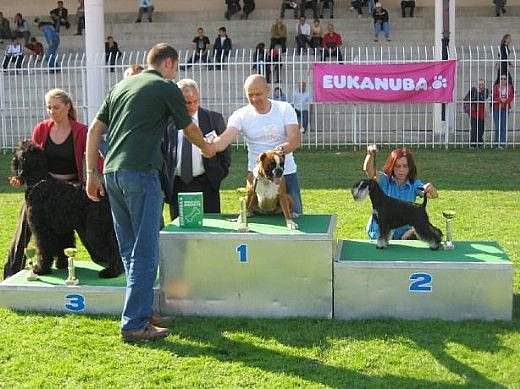 Express Man Rezlark Cacib Cacak