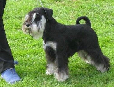Express Man Rezlark Cacib Cacak