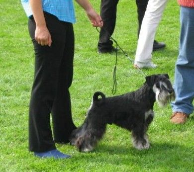 Express Man Rezlark Cacib Cacak