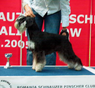 Express Man Rezlark  Romanian specialty show 2005