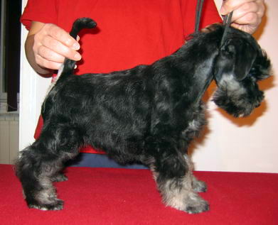 House Kazak puppy