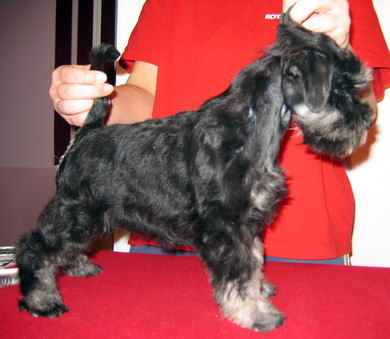House Kazak puppy