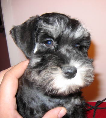 House Kazak puppy