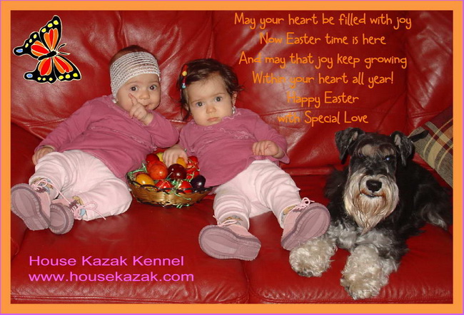Patuljasti snauceri crno srebrni House Kazak