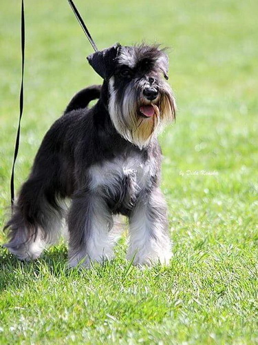 miniature schnauzer patuljasti snaucer House Kazak Eva 