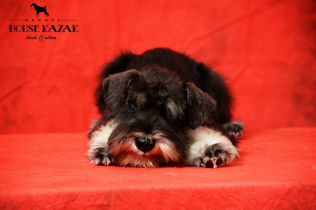 miniature schnauzer patuljasti snaucer