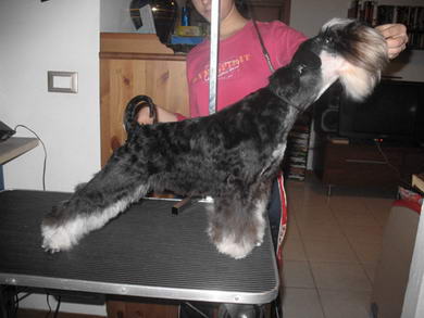 puppy - stene