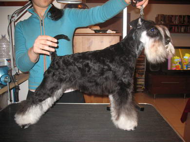 puppy - stene
