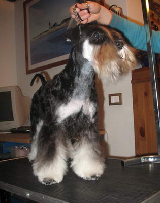 puppy - stene