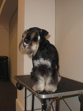 puppy - stene