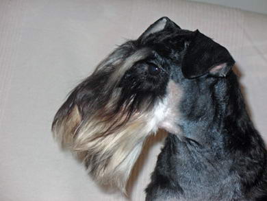 puppy - stene