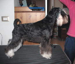 puppy - stene