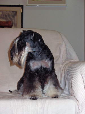 puppy - stene