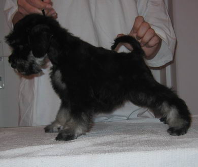 puppy - stene