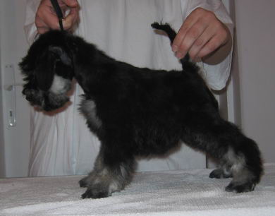 puppy - stene