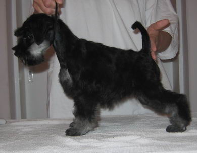 puppy - stene