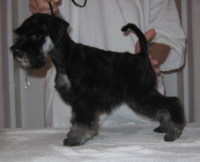 puppy - stene