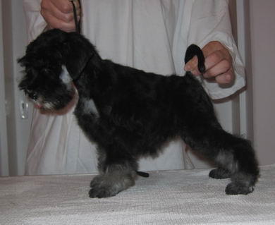 puppy - stene