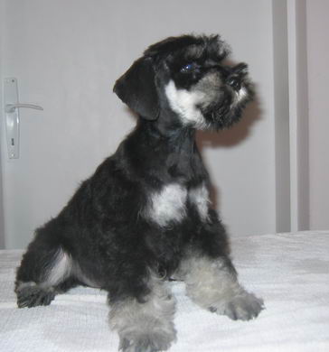 puppy - stene