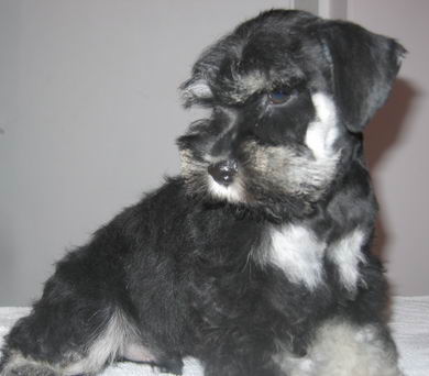 puppy - stene