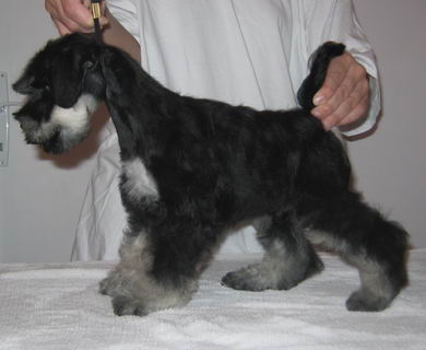 puppy - stene