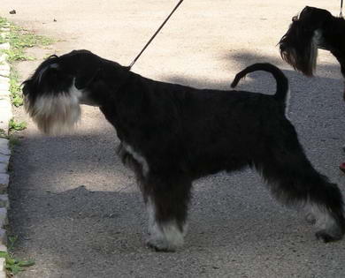 House Kazak puppy