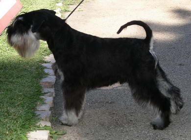 House Kazak puppy