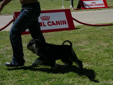 House Kazak puppy