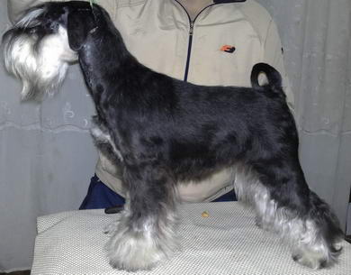 puppy - stene